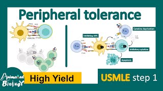 Peripheral tolerance | clonal anergy | Negative co-stimulation | peripheral deletion | USMLE step1