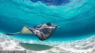 Hand Feeding Wild Stingrays! by AmaNature Video 10,674 views 7 years ago 32 seconds