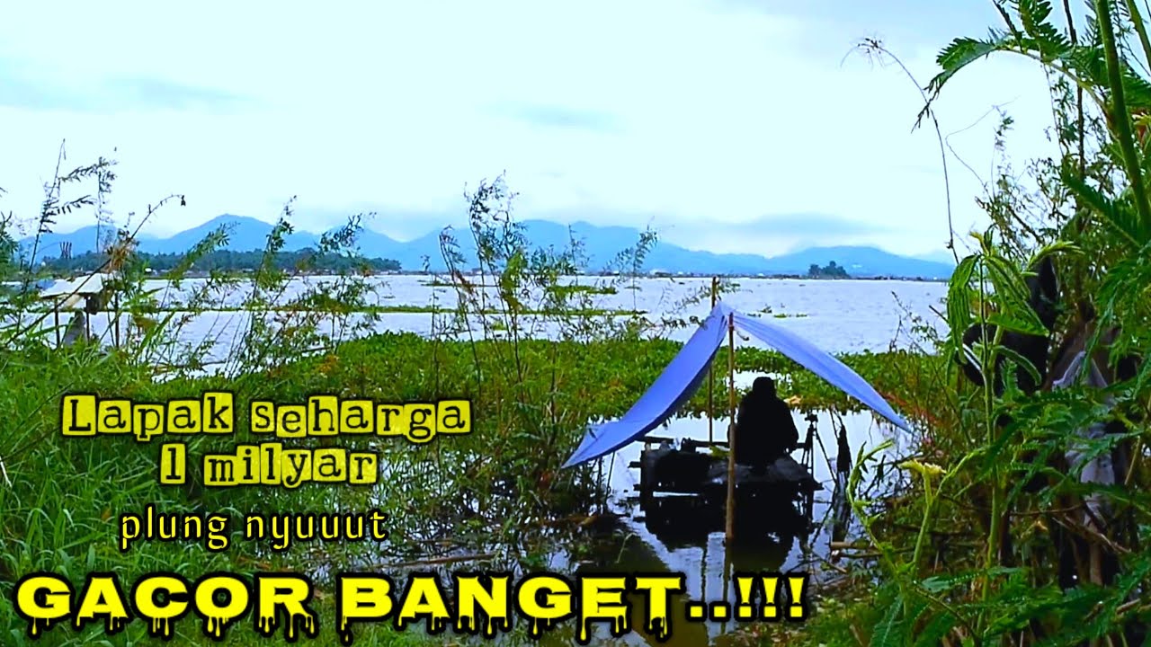 Brutal umpan di lempar langsung di sambar mancing pinggiran mancing Cirata terbaru..!!!