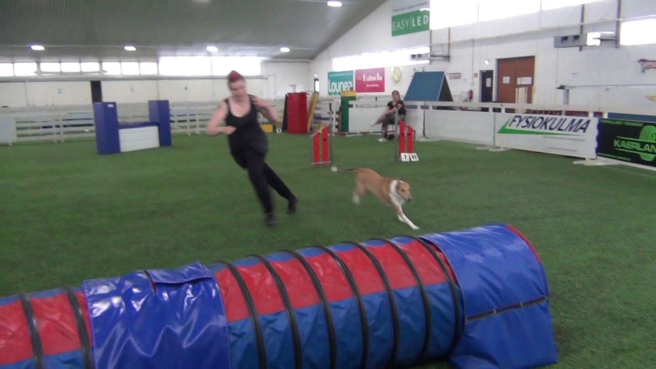 Vekara Agility , lyh.Collie , Zorya