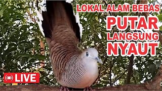 Download Lagu suara burung Perkutut Lokal Gacor dari alam liar paling manjur buat masteran MP3 Download Lagu suara burung Perkutut Lokal Gacor dari alam liar paling manjur buat masteran MP3