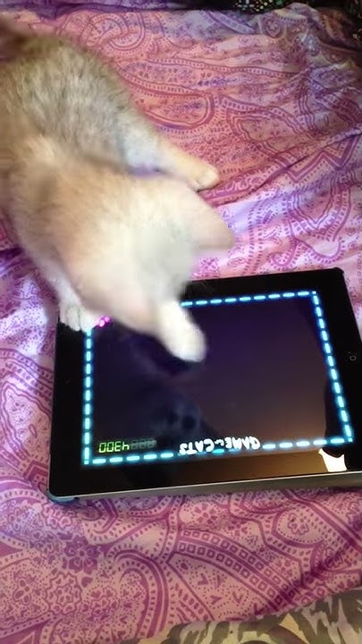Игра для кошек на планшете - YouTube