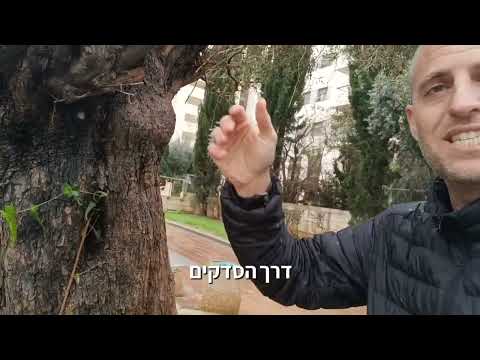 וִידֵאוֹ: האם עצי זית פורחים?