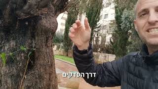 עץ זית עם סדקים