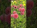 #dahlia #flowers