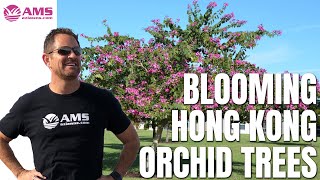 It's the beginning of spring time, and you may have noticed these
beautiful blooming hong kong orchid trees in phoenix (botanical name
is bauhinia blakeana)....