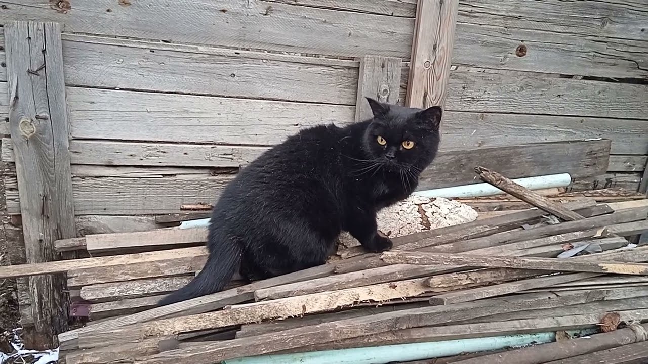 Cat-bag in the country [first time]!!!