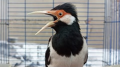 Jalak Suren Gacor Full Isian Variasi Ampuh Buat Masteran Burung Jalak & Pancingan Jalak Suren Muda
