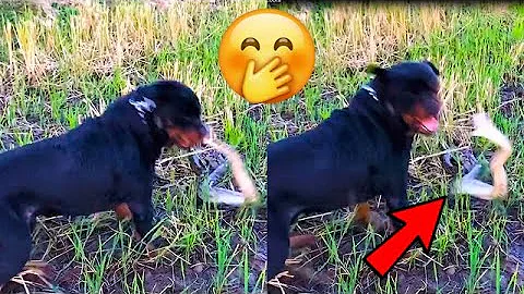 ¿Cómo reaccionan los perros ante las serpientes?