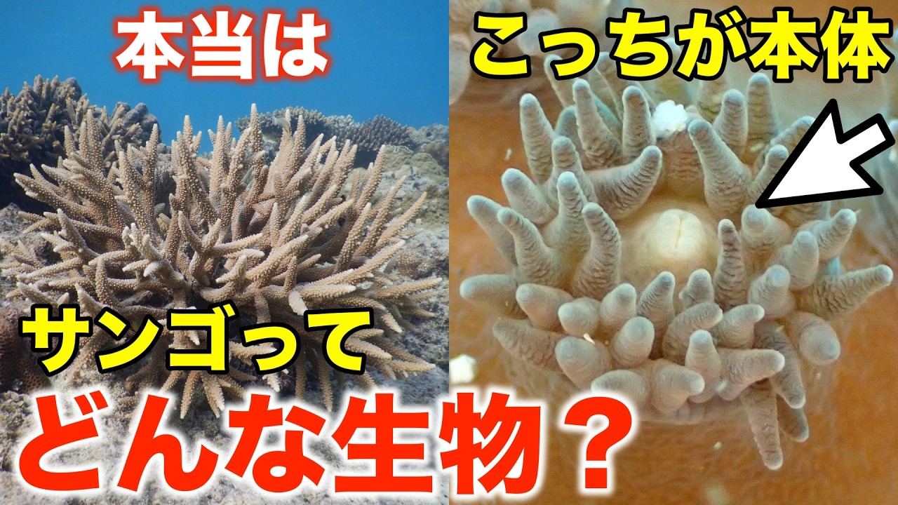 サンゴのすべて｜動物・共生・繁殖・寿命まで【完全保存版】
