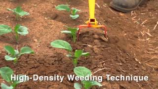 Introduction to Weed Management in a Small Scale Organic Production System HD