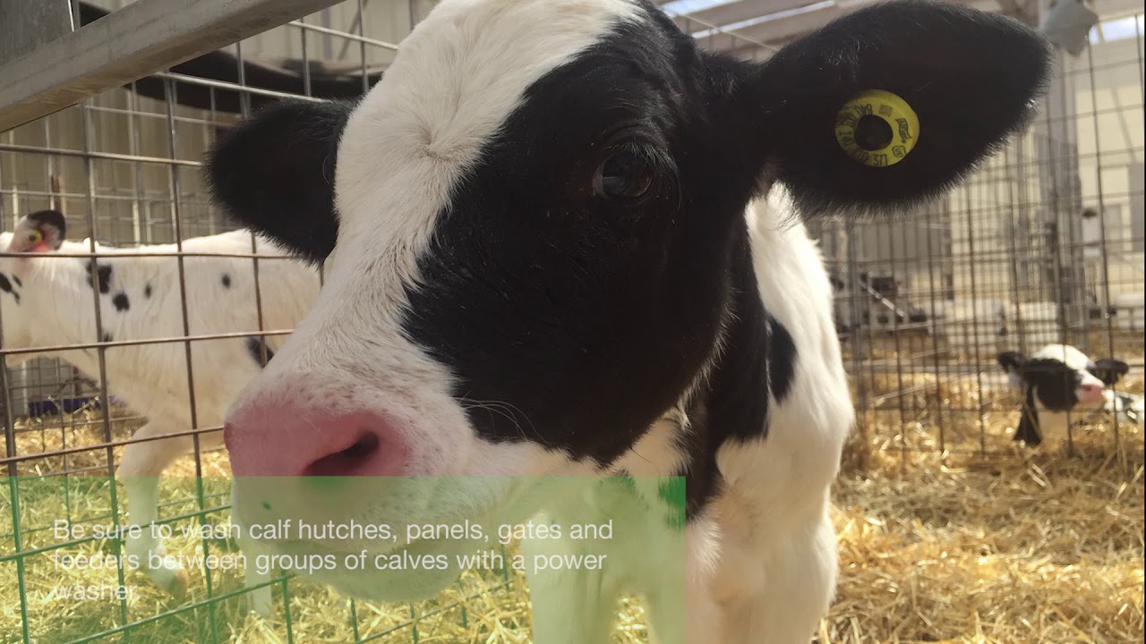 Tips for Cleaning Calf Equipment YouTube
