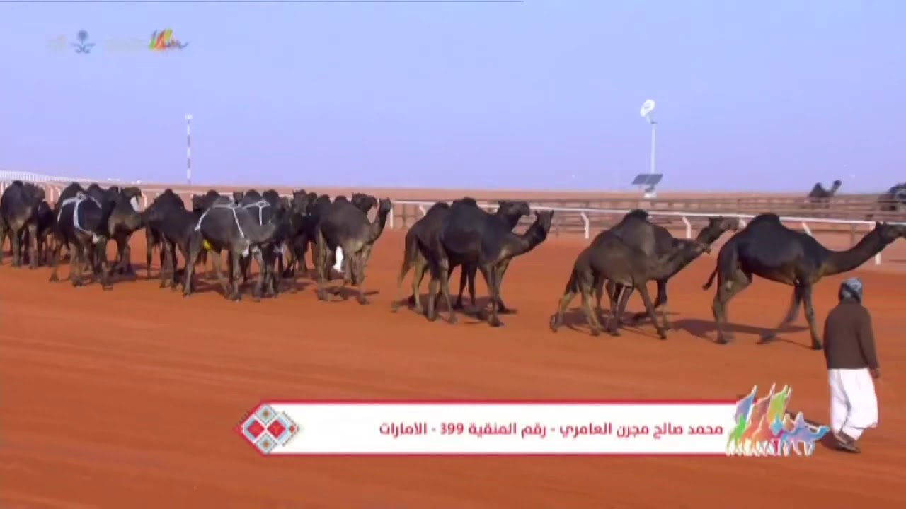 منقية ابن مقرن العامري | كلمات : محمد العبادي الهاجري