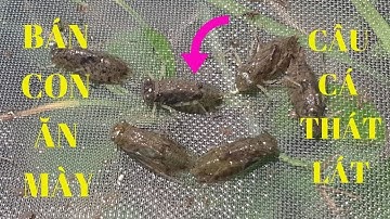 Bán Con Ăn Mày Câu Cá Thát Lát (Số Lượng Có Hạn)