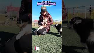 Watch as our 8 and 9 year old pomsky puppies Payton and Reba play in the yard! by Maine Aim Ranch Dogs 34 views 5 months ago 2 minutes, 27 seconds