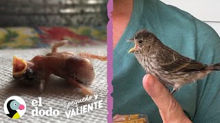 Mujer rescata a un pájaro con 1 día de vida y se convierte en su mamá I Pequeño y Valiente El Dodo