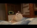 母と思う犬のあとをダッシュで付いて行く猫がベビーすぎるw
