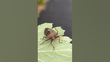 Shield bug #nature