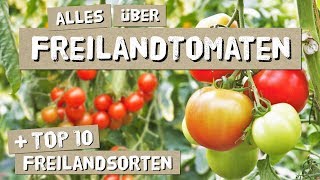 Freilandtomaten - Anbau, Tipps, Sorten - Tomaten anbauen