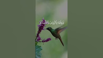 تلاوة تهز القلوب | وأشرقت الأرض بنور ربها – عبدالباسط عبدالصمد