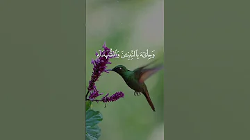 تلاوة تهز القلوب وأشرقت الأرض بنور ربها عبدالباسط عبدالصمد 