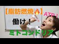 【脂肪を燃やす】実体験！アミノ酸がなぜ脂肪燃焼に効果的か？を解説