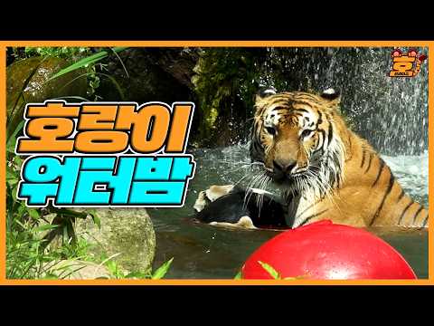 (SUB) 호랑이 워터밤🐯💦 물공과 사랑에 빠진 호냥이 실존!  |  호브라더스 thumbnail