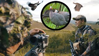 Cazando de Guineas en las Montañas