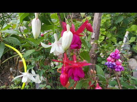 Vídeo: Com cultivar fúcsies a l'interior: aprendre sobre la cura de les plantes fúcsies a l'interior