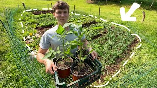 Download Lagu A Full Year in Our Garden - How Much Food Can We Grow? MP3