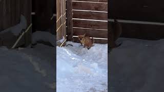 Having to poop in the freezing cold 🥺😭🥶  #dog #pets #chihuahua