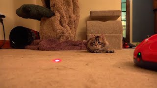 GATOS VS LASER #2 screenshot 3