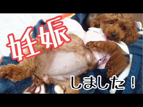 犬の妊娠 お腹の写真大公開!赤ちゃんの頭数発表!!