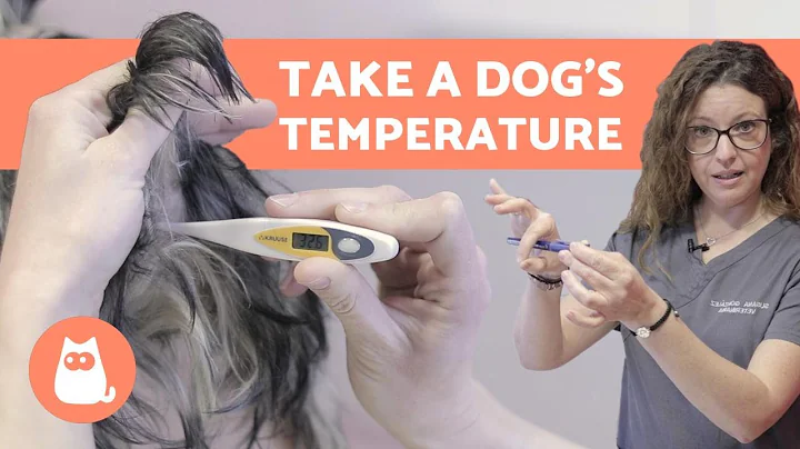 How to Take a DOG's TEMPERATURE - Only Reliable Method - DayDayNews