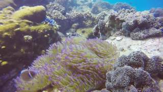 Pattaya Diving 泰國潛水