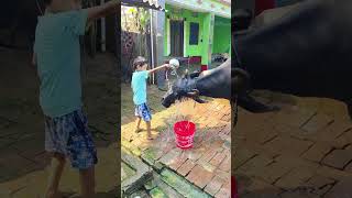 Download Lagu choti choti gaiya eheu #cow #bollywood #funny MP3