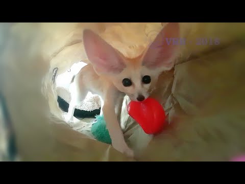 Sweet Baby Fox Plays with his Favourite Toy!