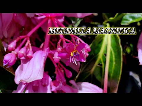Video: Medinilla Este Frumusețea Pădurii Tropicale. Îngrijire, Cultivare, Reproducere. Fotografie
