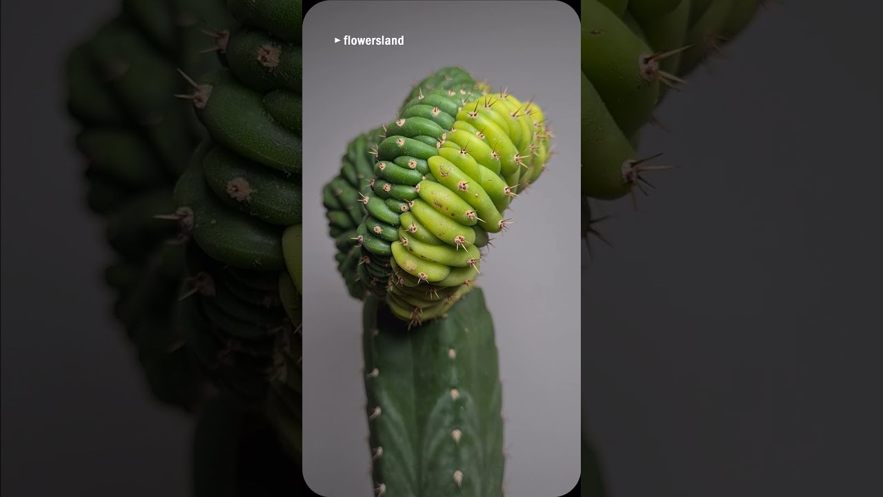 Кактус Trichocereus pachanoi cristata variegata 'Lemon selection' 