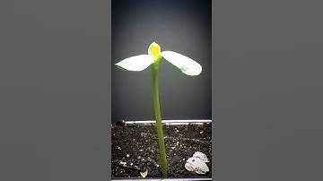 Thumbnail of Sunflower time-lapse