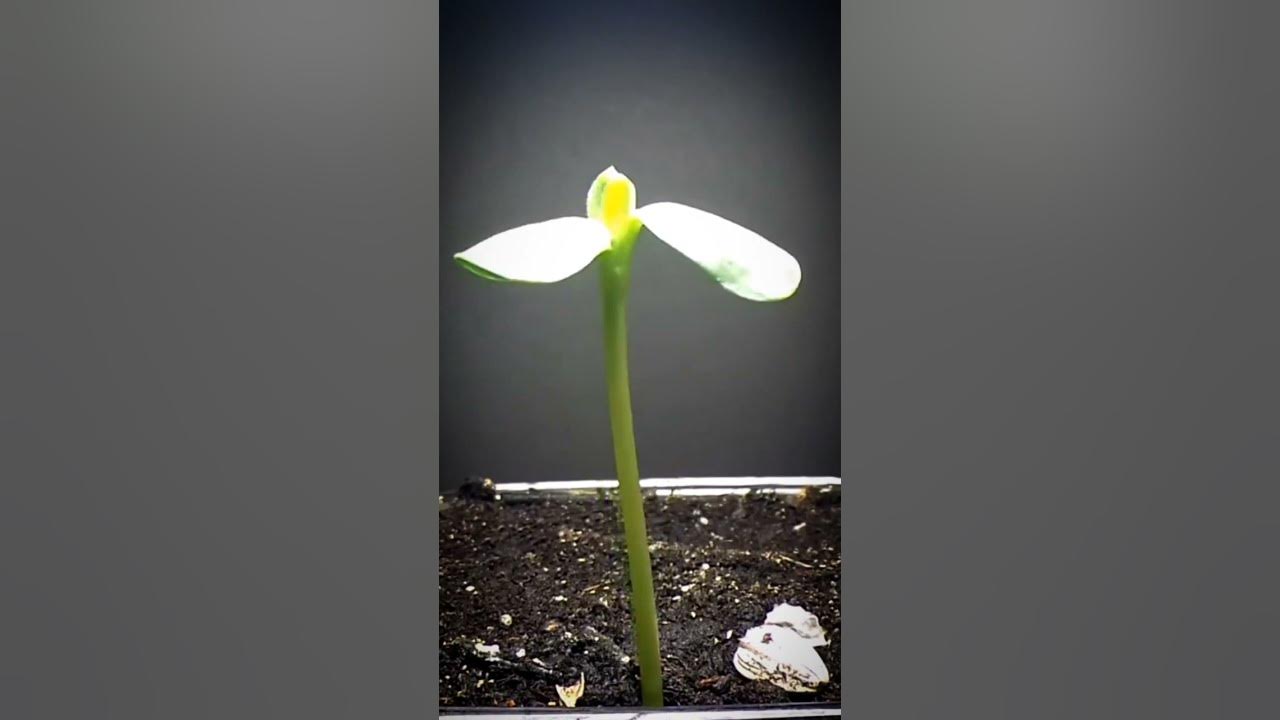 Sunflower time-lapse Sunflower time-lapse