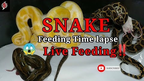 SNAKE Feeding Time Lapse || LIVE FEEDING || Python Feeding