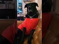 Have a good Friday #funny #pets #dogmom #labrador#blacklabradore