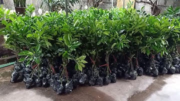 Bưởi Ruby Thái Lan.cơ sở bán cây giống uy tín nhất miền Bắc.ĐT.0976221599