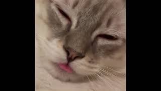 Its The Final Brain Cell Cat Meme