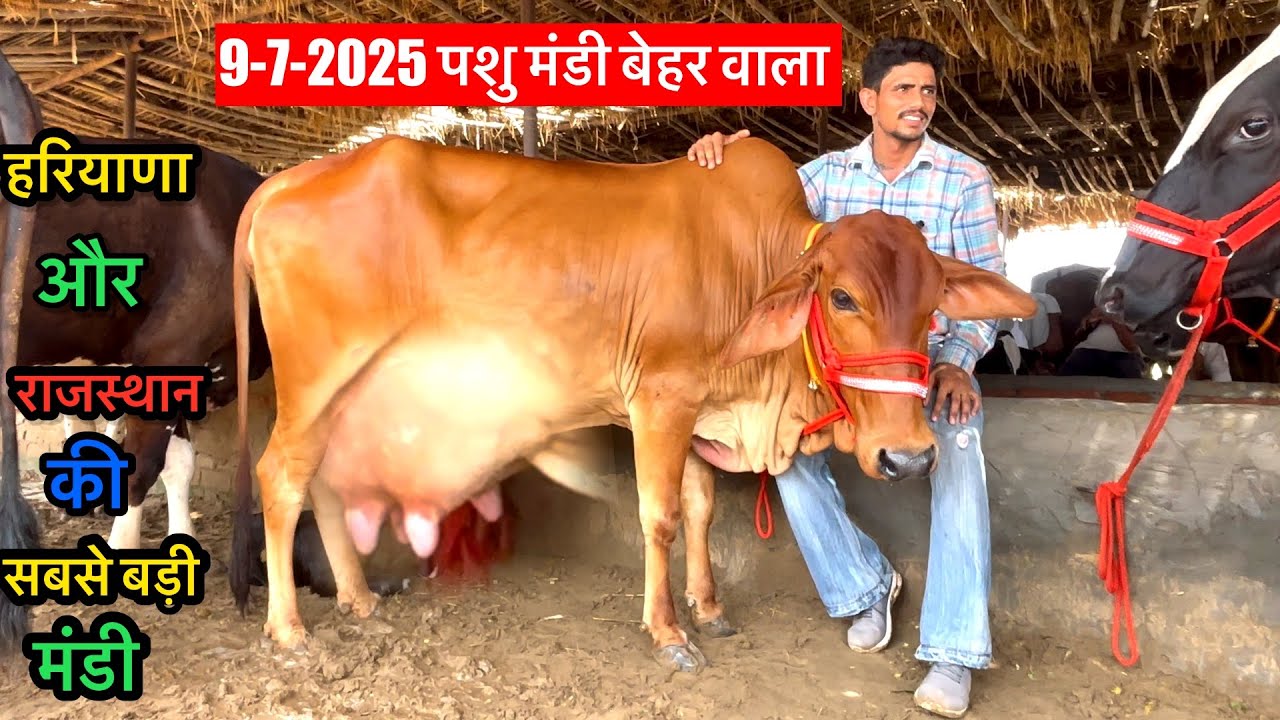 9-7-2025 पशु मंडी बेहर वाला ॥ Behar wala Pashu Mandi 