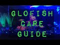 My GloFish Aquarium | Glofish Care Guide
