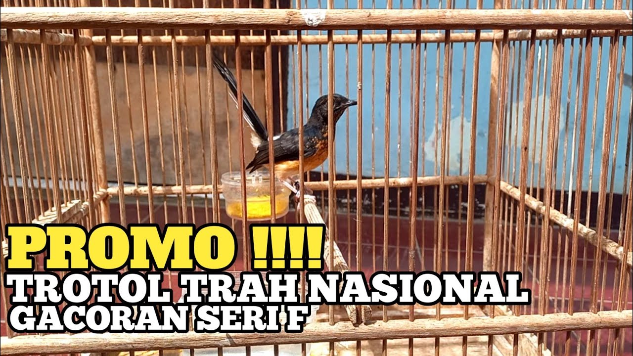 BONGKAR !!! TRAAH UNGGULAN TRAH REGIONAL