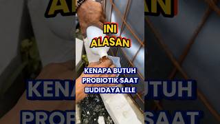 Ini ALASAN kenapa perlu PROBIOTIK saat budidaya lele