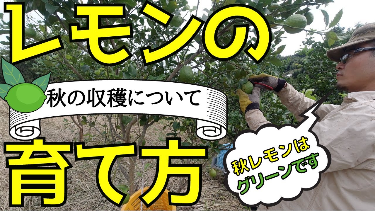 レモンの木の育て方　秋のレモンの収穫時期やサイズとポイント【ファームハウスみどり】